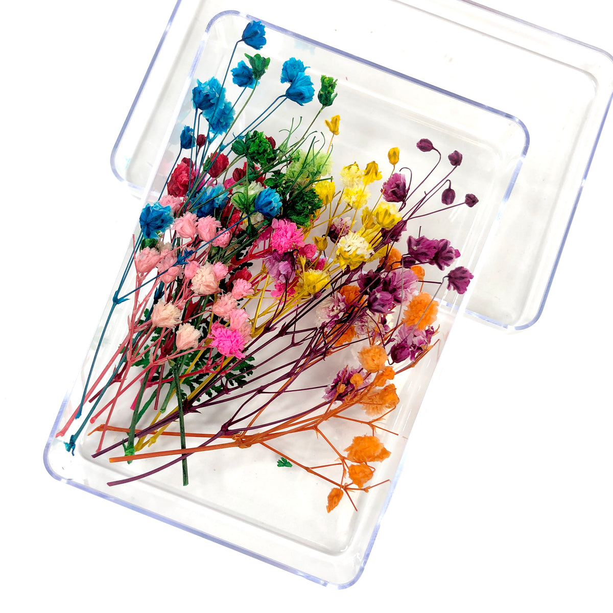 [CLEARANCE - NO REFUND/NO RETURN] Dry Daisy Flower